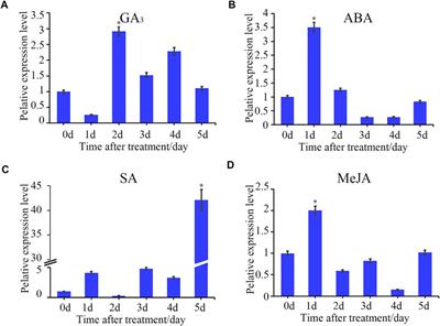 A Genome-Wide Analysis of StTGA Genes Reveals the Critical Role in Enhanced Bacterial Wilt Tolerance in Potato During Ralstonia solanacearum Infection